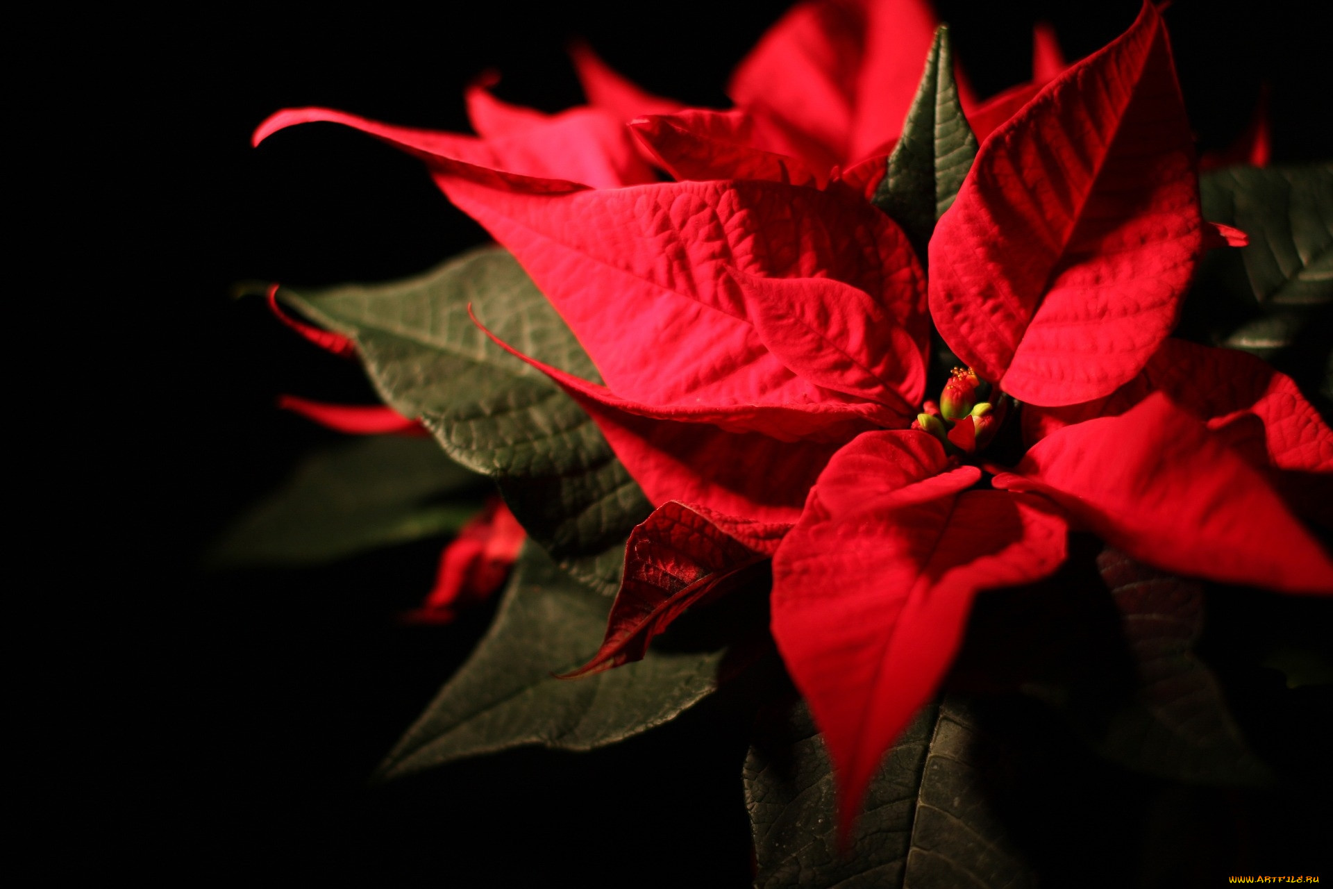 Цветок пуансеттия на Рождество